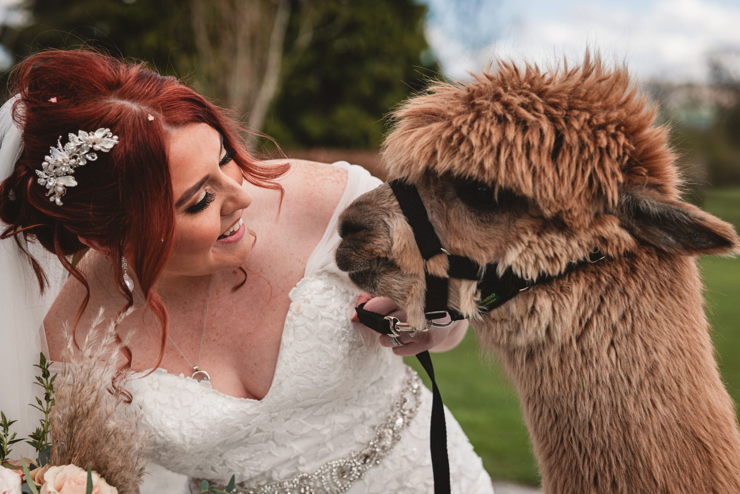 Bride with red hair and hair piece looking at an alpacca on her wedding at the out barn cliterhoe